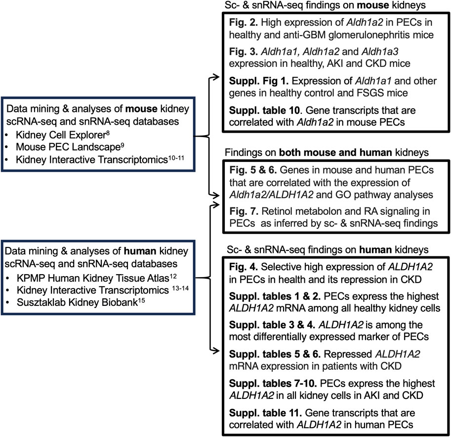 SEBM | Single-cell RNA sequencing data locate ALDH1A2-mediated retinoic ...
